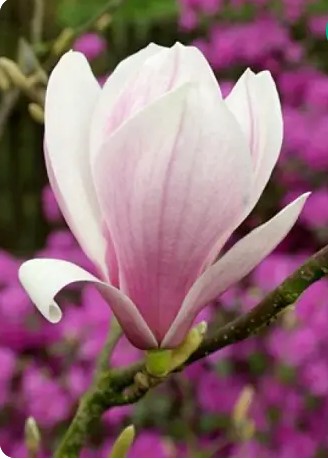 Магнолія “Спеціоза”вкс 0.6-0.8 м