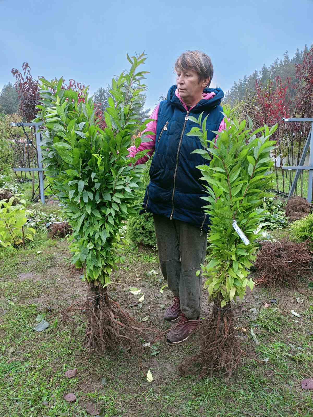 Вишня залозиста “Alba Plena”