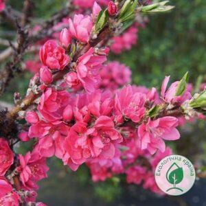 Сакура (prunus persica) “Red Peachy”