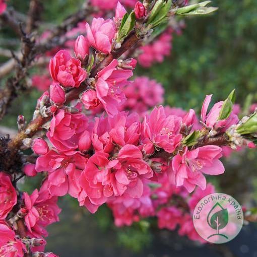Сакура (prunus persica) “Red Peachy”