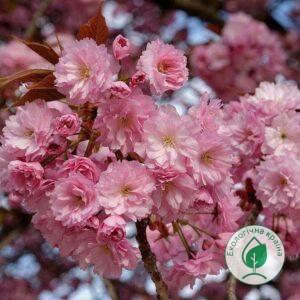 Сакура (Prunus serrulata) “Kanzan”