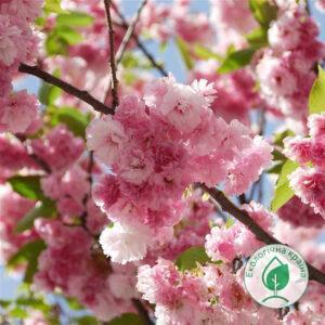 Сакура (Prunus serrulata) “Pink Perfection” С7 1,7-2 м