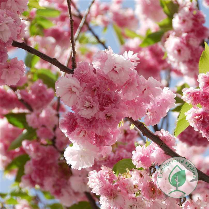 Сакура (Prunus serrulata) “Pink Perfection” С7 1.5-1.7 м