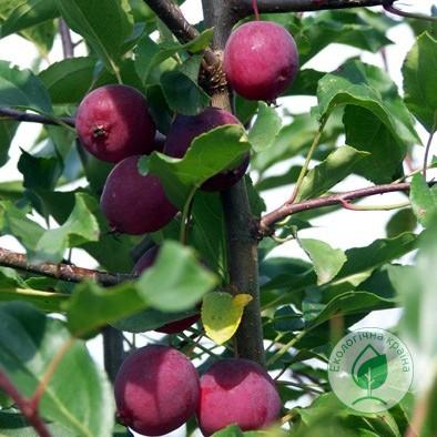 Яблуня райська “Фіолет” ВКС 1-1,5 м