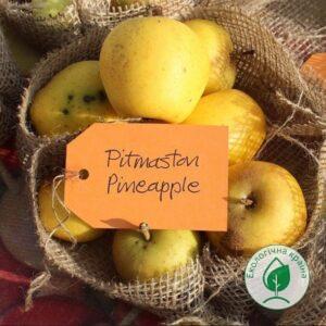 Яблуня “Пітмастон”