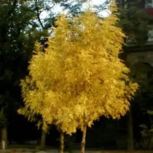 Ясен звичайний “Aurea”(Fraxinus excelsior ‘Aurea) вкс 1-1.2м