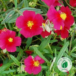Геліантемум гібридний (Сонцецвіт) “Red Orient” P9