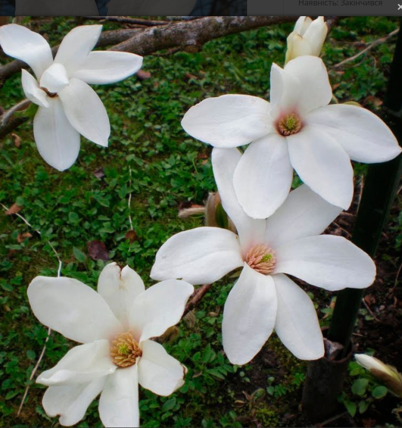 Магнолія “Кобус” С-3 0.5-0.7м