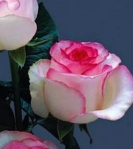 Троянда чайно-гібридна “Дольче Віта”  ВКС
