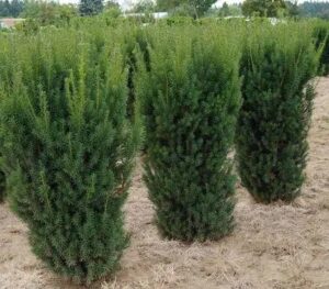 Тис “TAXUS MEDIA HICKSII” С1,5