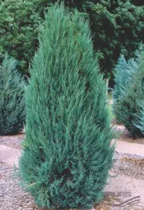 Ялівець скельний Блю Арроу (Juniperus scopulorum Blue Arrow) ком 1.3-1.4 м