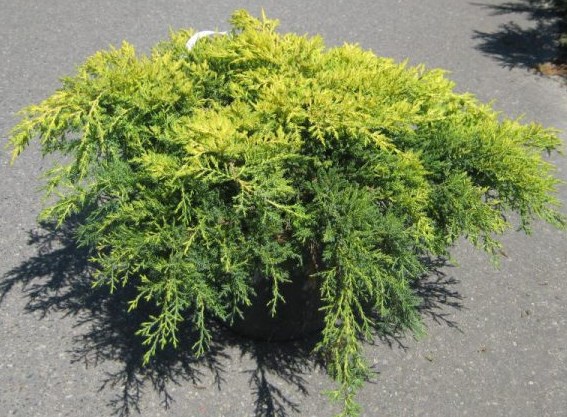 Ялівець середній – Juniperus pfitzeriana Gold Kissen