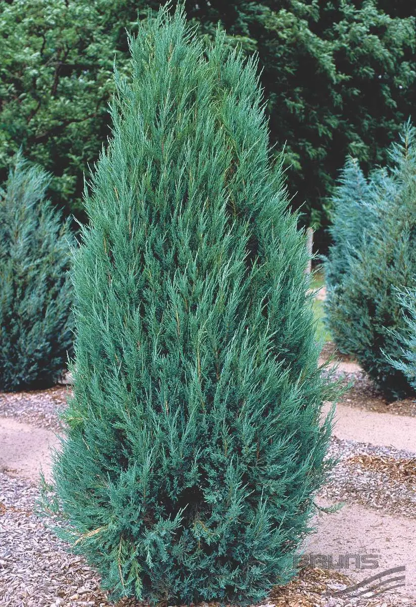 Ялівець скельний Блю Арроу (Juniperus scopulorum Blue Arrow) ком 1.3-1.4 м