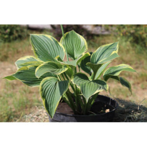 Хоста ‘Yellow River’ (Hosta ‘Yellow River’) С3