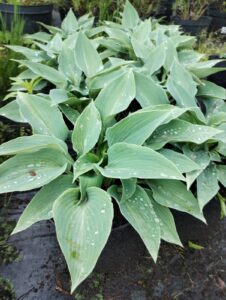 Хоста Халціон (лат. Hosta Halcyon) С3