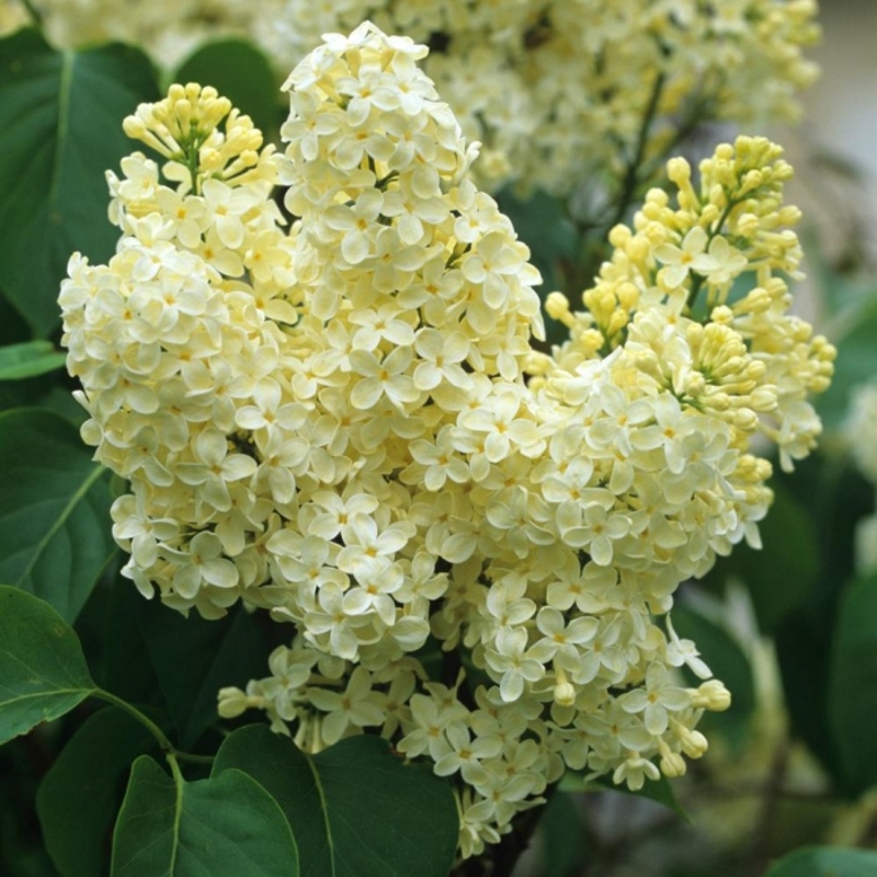 Бузок Primrose ВКС